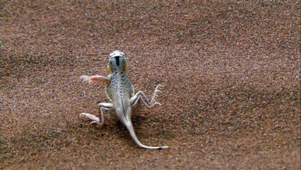 King Cobra Vs Fennec Fox Vs Viper Snake