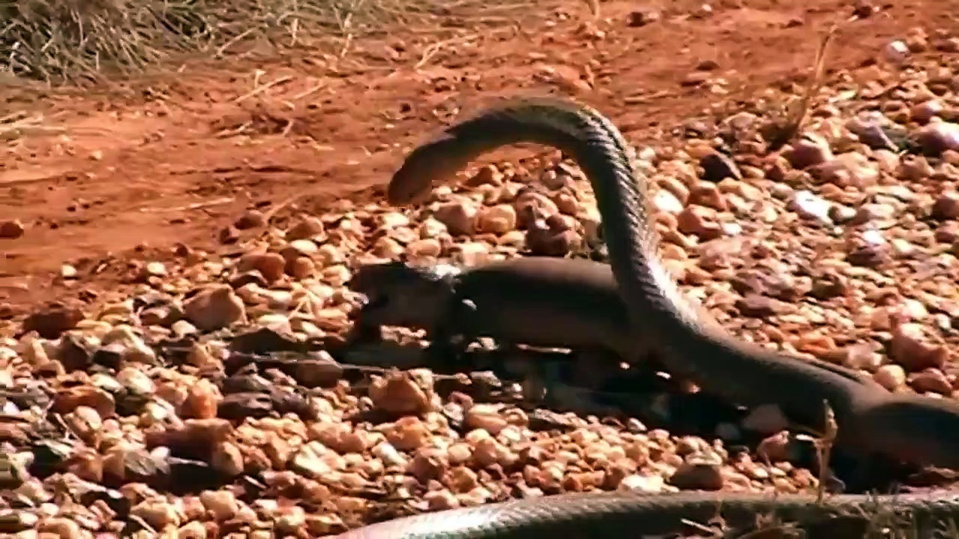 Snake Vs Monitor Lizard Fight ¦ Unseen Videos of Monitor Lizard, Snake, Cobra