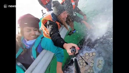 Bless you! Gray whale 'sneezes' right in woman's face