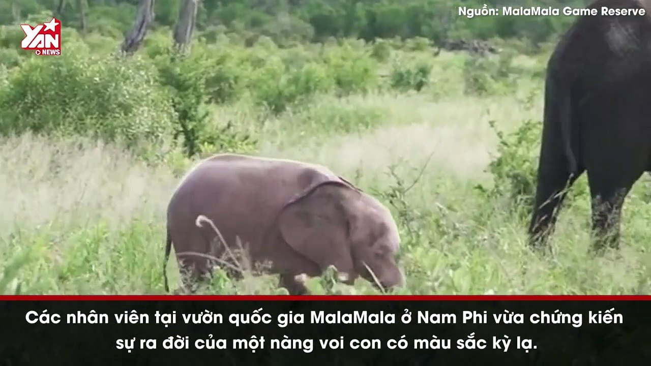 Phát hiện nàng voi con có màu hồng cực quý hiếm