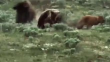 Urso Na Caça A Bisonte