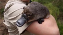 O Incrível E Fascinante Ornitorrinco