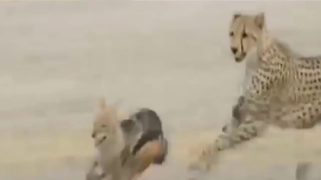 Chacal Confronta Com Guepardos E Espanta Abutres