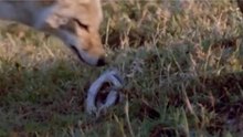 Dois Chacais Enfrentando Serpente