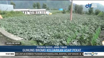 Lahan Pertanian Warga Terpapar Abu Erupsi Gunung Bromo