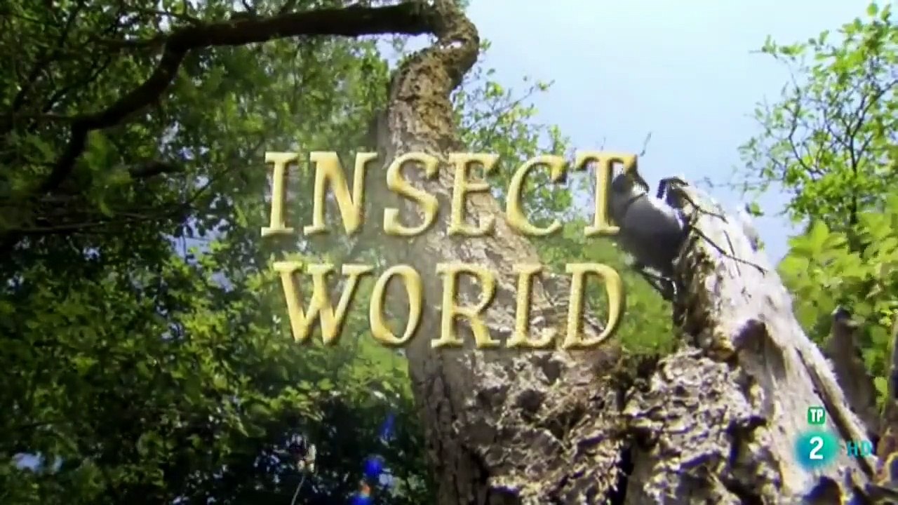 EL MUNDO DE LOS INSECTOS - GRANDES DOCUMENTALES.