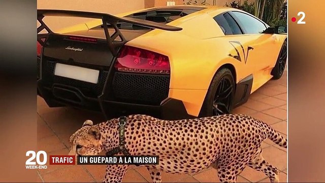 Trafic : des guépards devenus animaux de compagnie dans les pays du Golfe