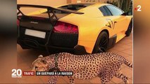 Trafic : des guépards devenus animaux de compagnie dans les pays du Golfe