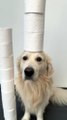 Dog Tries the Toilet Paper Challenge