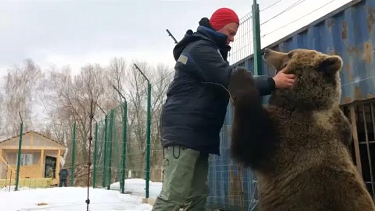 Авиамедведь Мансур  – звезда прямого эфира
