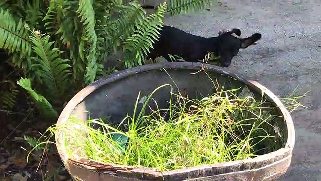 Tiny Dachshund trying to get her toy back