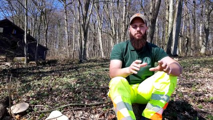 Trois arbres évacués par hélicoptère à Hagenthal-le-Haut