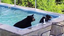 Quand une famille d'ours décide de prendre un petit bain dans ta piscine