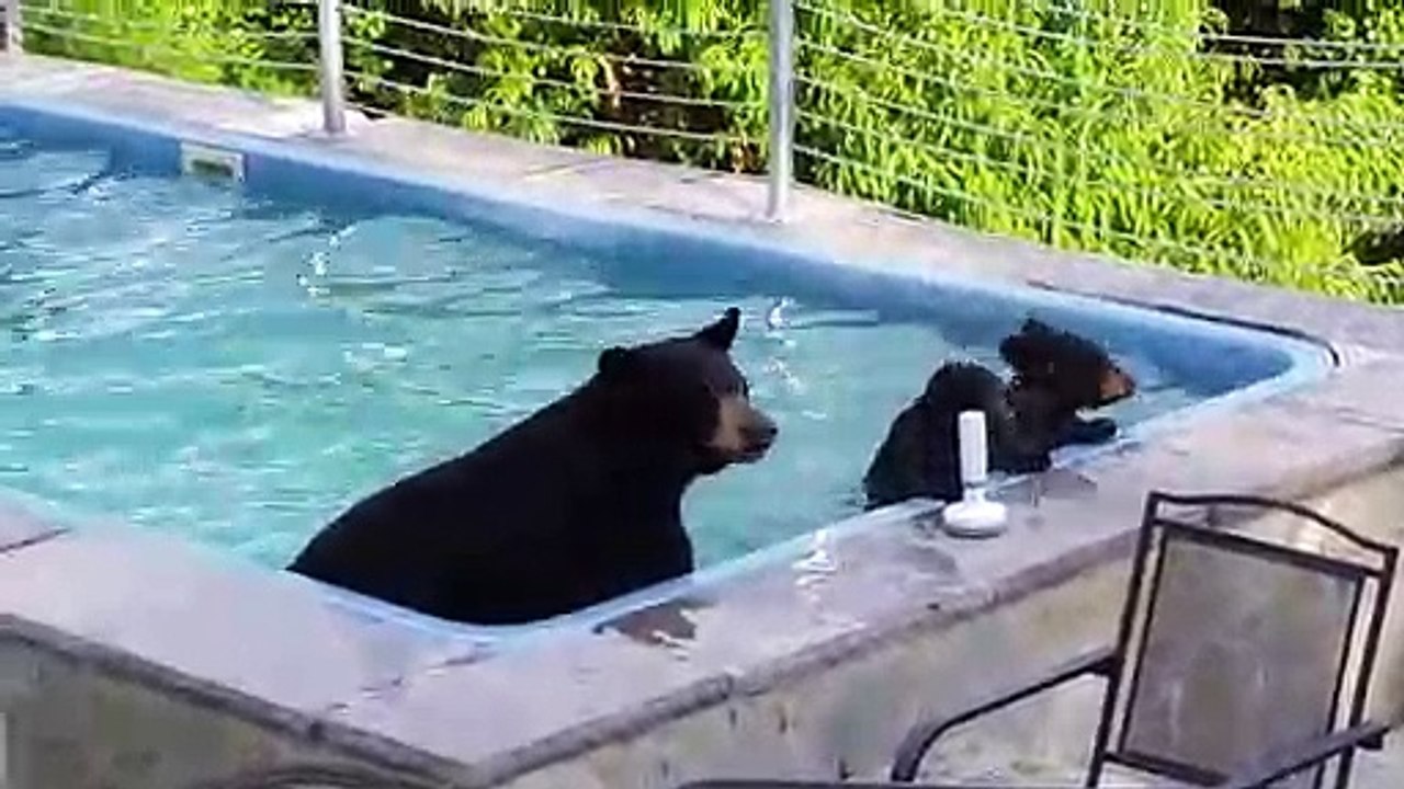 Quand une famille d'ours décide de prendre un petit bain dans ta piscine