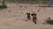 Des éléphants adultes protègent leur petit contre des dingos affamés