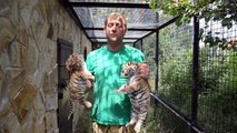Il vient présenter ses bébés tigres à leur maman... Moment incroyable