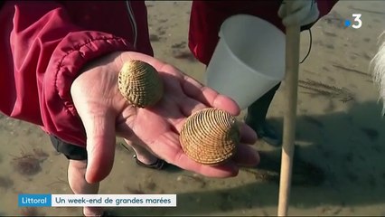Littoral : un week-end de grandes marées