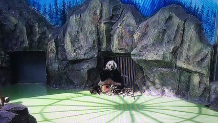 Panda enjoys the big meal