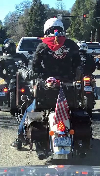 Biker Dog