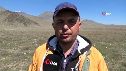 Dolaman Mantarı İçin Genci Yaşlısı Bastonunu Alan Araziye Koşuyor