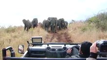 Effrayant : quand plusieurs éléphants te foncent dessus
