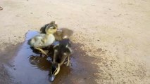 Naughty baby Duck video