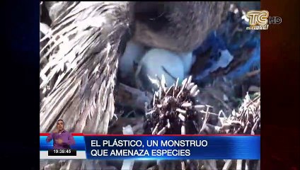 Descargar video: Desechos amenazan las Islas Galápagos