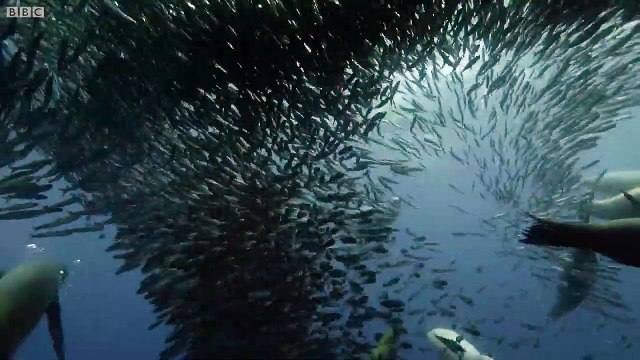 закон джунглей а также искусство жить(la loi de la jungle et l'art de vivre)the law of the jungle and the art to live