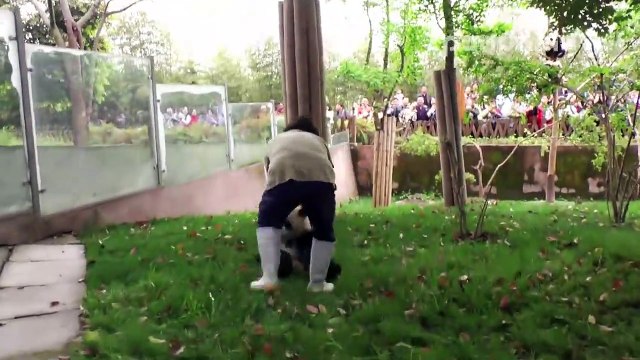 cute baby panda (joli bébé panda)милый ребенок панда