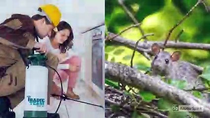 Tradie Team - Pest Control Melbourne