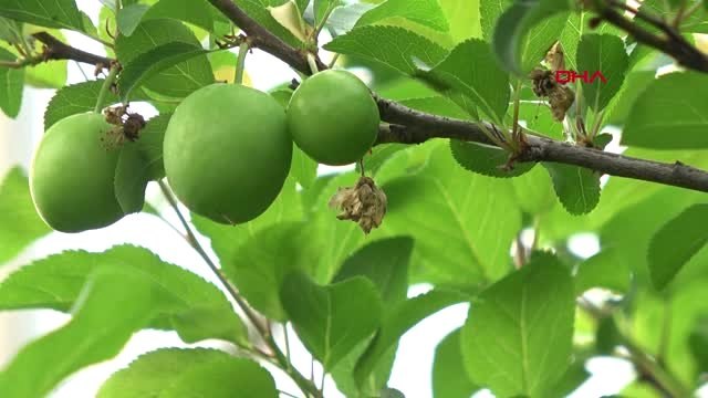 Antalya Can Eriğin Kilosu 500 TL'den 200 TL'ye Düştü