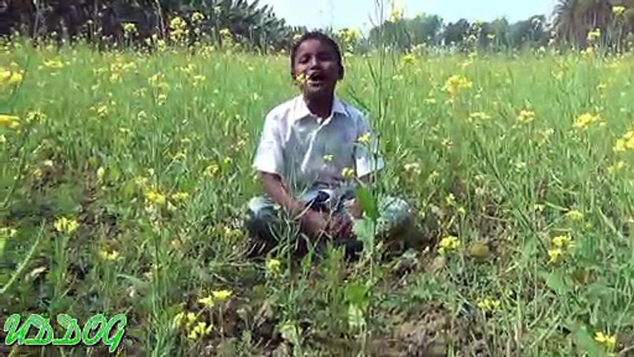 Matiro Pinjirai sonar moina ra - A Pleasant Folk Song by A kid HD