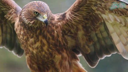 Diều Mướp Đầm Lầy Loài Chim Săn Mồi Dũng Mãnh Ở Úc