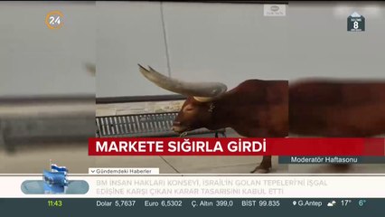 Sığırla markete girdi