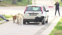 Antalya Spor Yaparken Köpek Saldırısına Uğrayan Profesör Yanında Sopa Taşıyacak