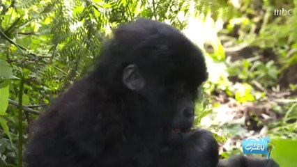 لحظة اقتراب الغوريلا من هيا ياسمين!