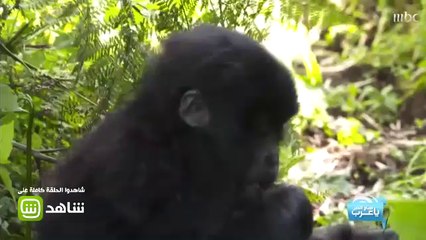 لحظة اقتراب الغوريلا من هيا ياسمين!