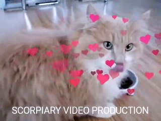 Puhi cat - from our user in Slovenia! Great!