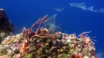 Scuba Diving Caribbean - The Reefs of Cozumel