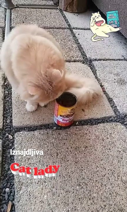 Imaginative cat