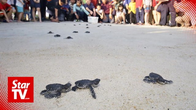Newly-hatched turtles released into the sea