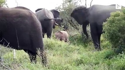 Un éléphant rose découvert en Afrique du Sud