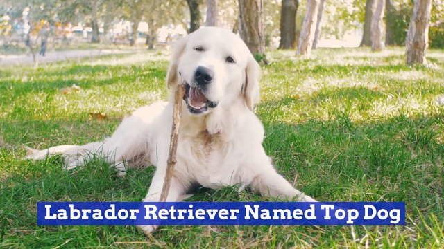 This Dog Has Been Named Top Dog Again