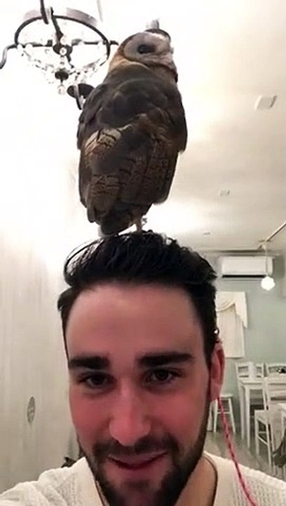 Ce hibou.. fait caca sur la tête de cet homme !