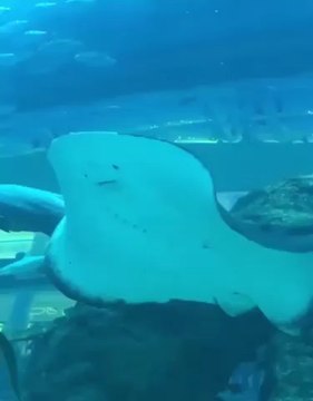 Cette raie géante joue avec une fillette à l'aquarium !