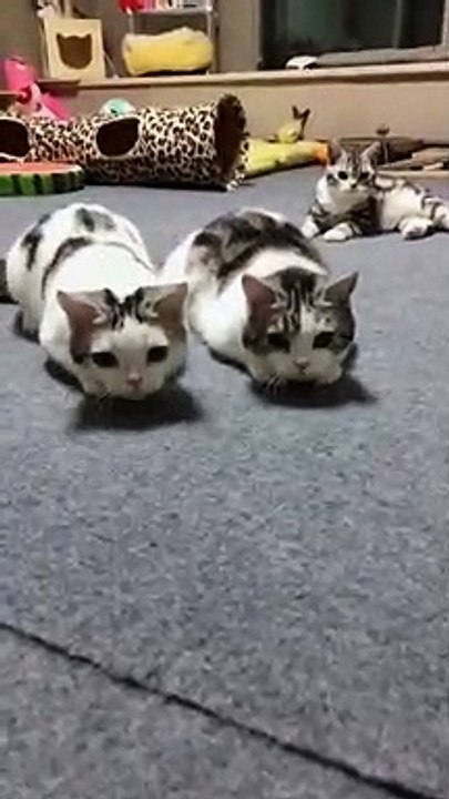 Three happy cats.lovely
