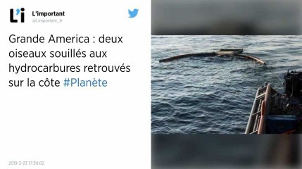Naufrage du Grande America. Les premiers oiseaux mazoutés ont été retrouvés sur des plages du Sud-Ouest