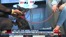 Pet of the Week: 7-year-old Chihuahua mix named Charlie