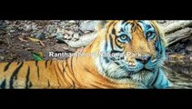 Ranthambhore National Park - tSawai Madhopur, India