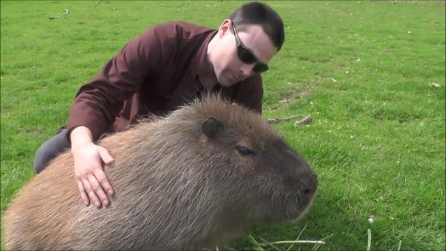Quoi de plus adorable qu'un gros Capybara tout gentil